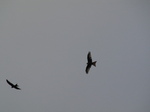 SX32644 Red Kites (Milvus milvus) at kite feeding station.jpg